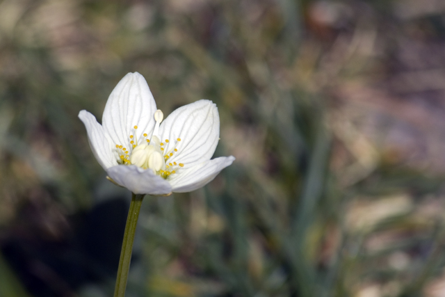 2011-08-16_10-17-49 cadore.jpg - Sumpf-Herzblatt (Parnassia palustris)